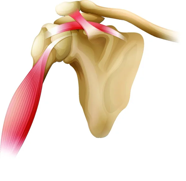 Ilustração Dos Músculos Dos Ossos Ombro — Vetor de Stock