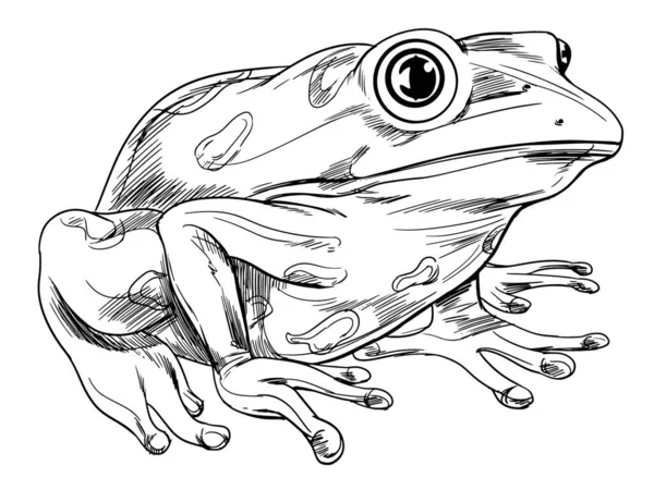 Illustration Frog Outline — Stock Vector