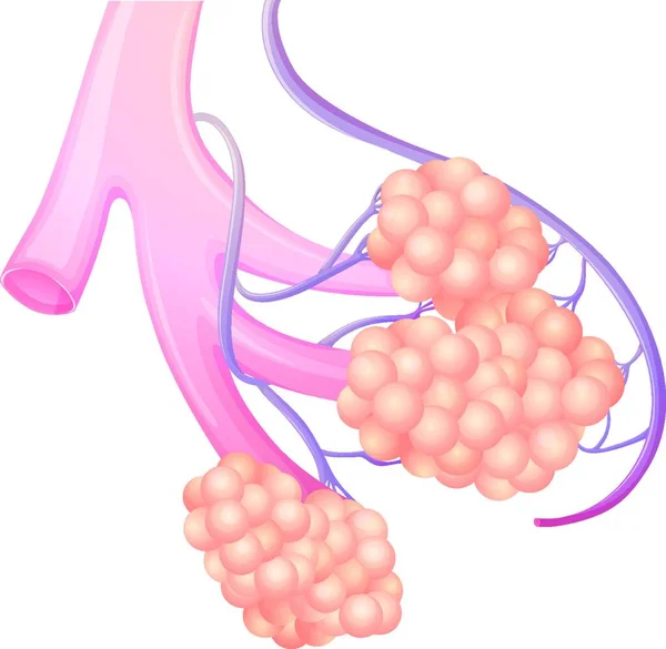 Illustration Pulmonary Alveolus — Stock Vector
