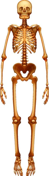 Illustration Squelette Humain — Image vectorielle