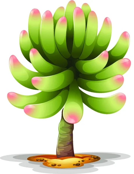 ปภาพของฮ คเกอร Pachyphytum — ภาพเวกเตอร์สต็อก