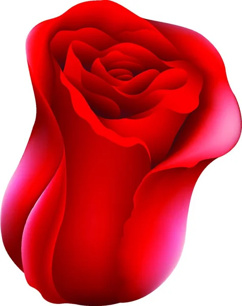 Illustrasjon Roseblomst Blomsterbegrep – stockvektor