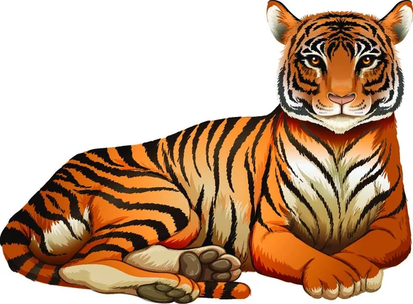 Tigre Animal Diseño Ilustración Vectorial — Archivo Imágenes Vectoriales
