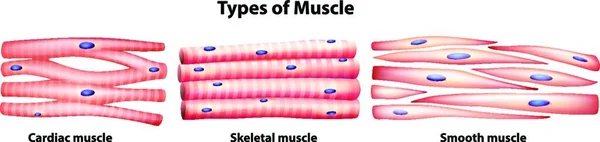 Illustrazione Dei Tipi Muscoli — Vettoriale Stock