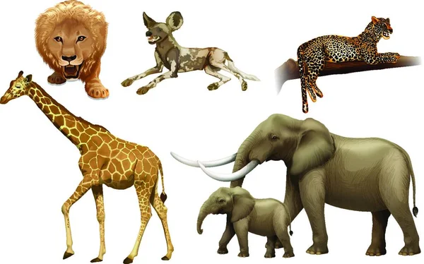 面白い動物 カラフルなイラスト — ストックベクタ