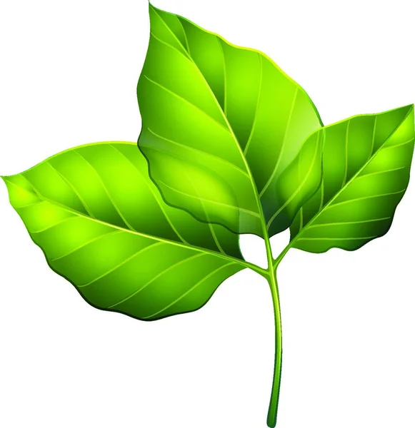 三つの緑の葉のイラスト — ストックベクタ
