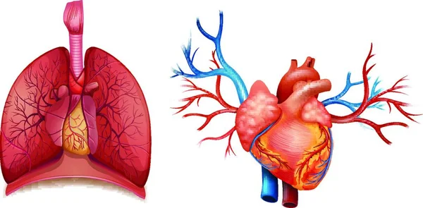 Kalp Organı Nın Çizimi — Stok Vektör
