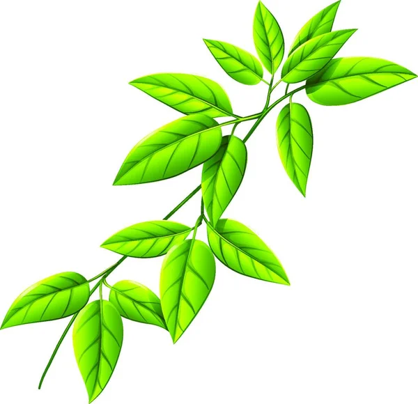 Illustration Leafy Plant — Stock Vector