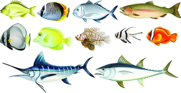 Illustratie Van Verschillende Vissen — Stockvector