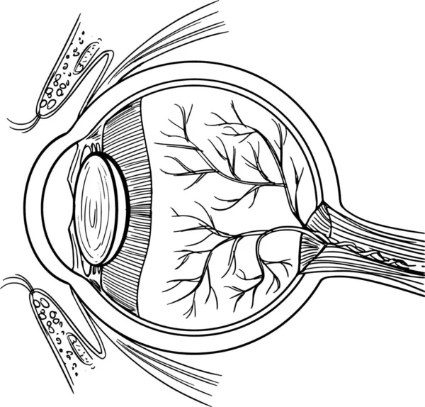 Illustration Human Eyeball — Stock Vector