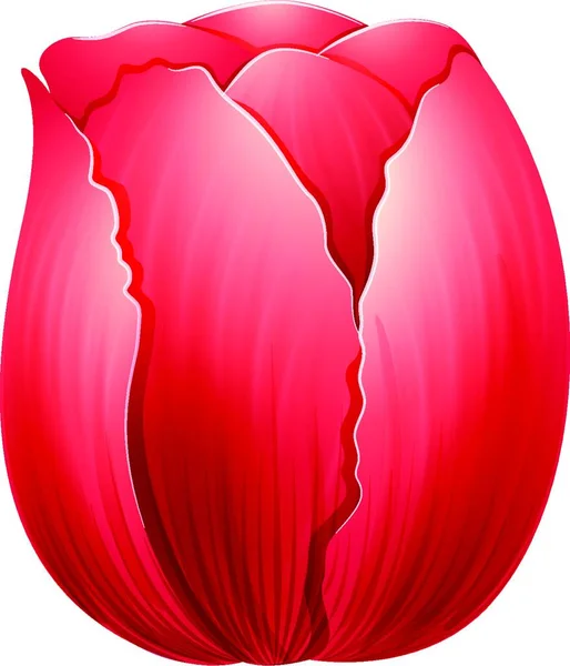 Illustration Der Roten Tulpe — Stockvektor