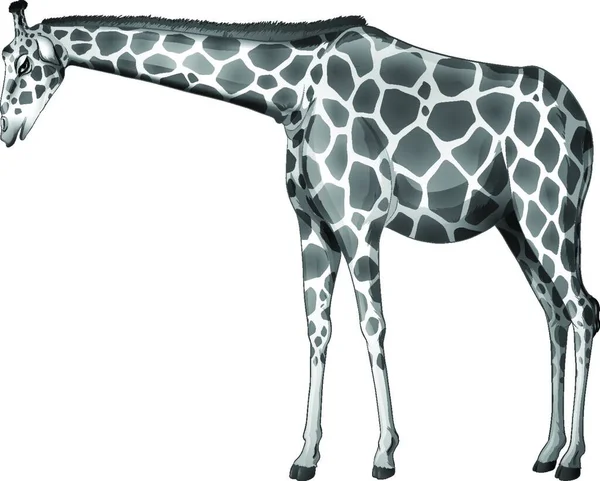 Illustration Grey Giraffe — Stock Vector