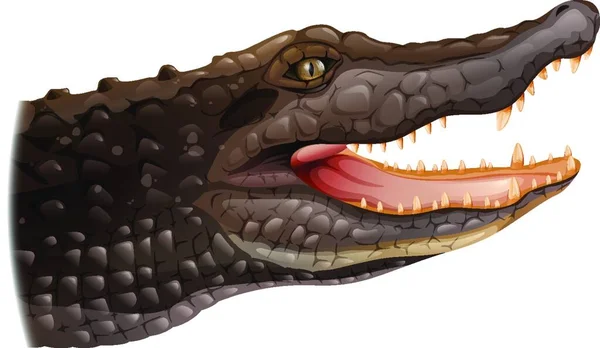 Illustration Crocodile — Stock Vector