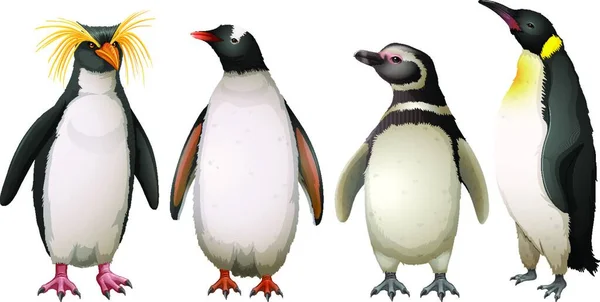 Ilustração Dos Pinguins — Vetor de Stock