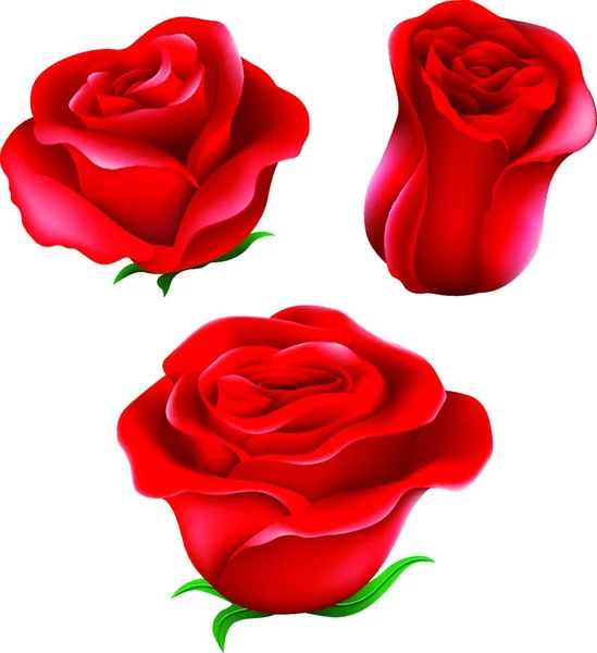 Üdvözlő Poszter Háttér Rózsákkal Virágok — Stock Vector