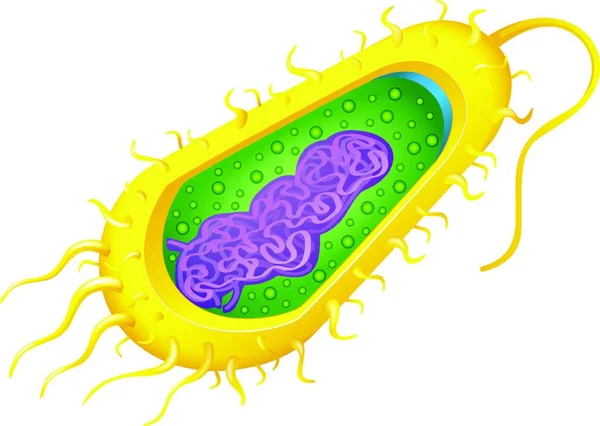 细菌细胞的图解 — 图库矢量图片