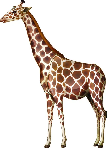 Ilustração Girafa — Vetor de Stock