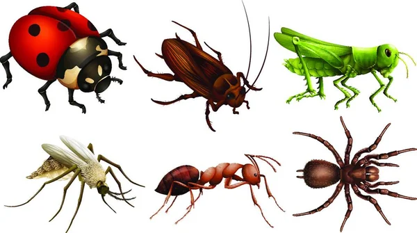 Illustration Olika Insekterna — Stock vektor