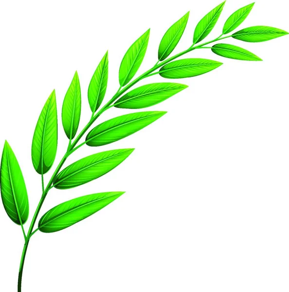 Зеленые Листья Графическая Векторная Иллюстрация — стоковый вектор
