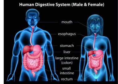 İnsan sindirim sistemi çizimi 