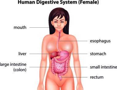 İnsan sindirim sistemi çizimi 