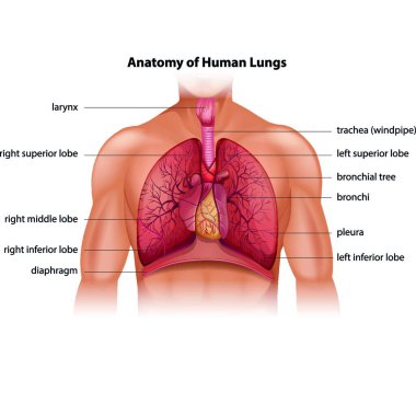 İnsan akciğerleri anatomi vektör çizimi