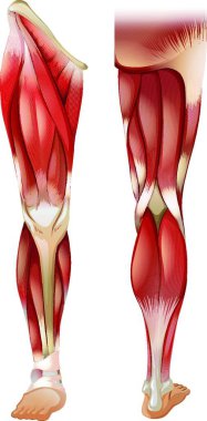 Bacak kasları vektör illüstrasyonu 