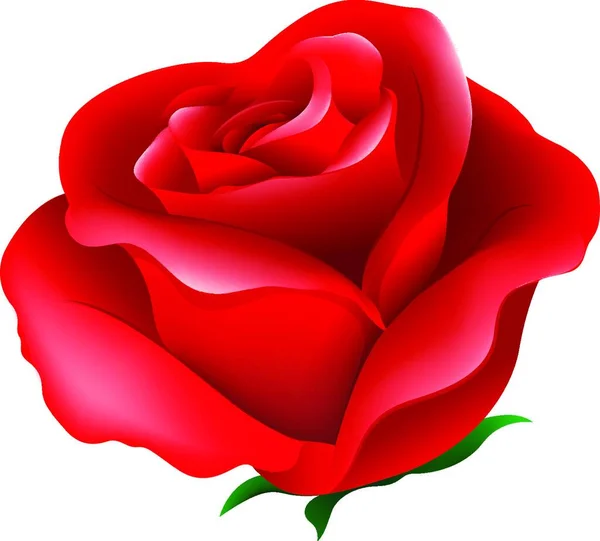 Ilustración Flor Rosa Concepto Floral — Vector de stock