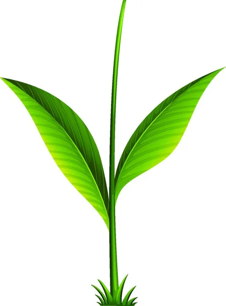 Grüne Pflanze Grafische Vektorillustration — Stockvektor