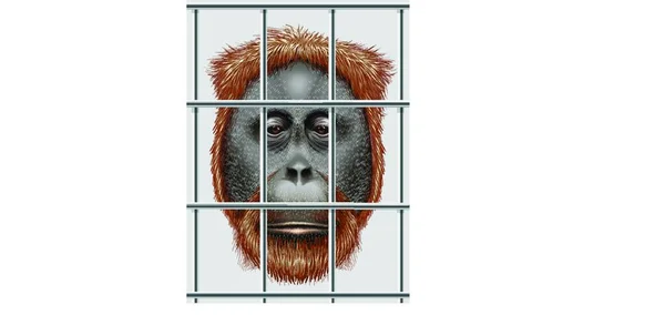 Orangután Peligro Extinción Ilustración Vectorial Gráfica — Vector de stock