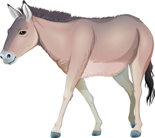 Donkey Graphic Vector Illustration — Stock Vector