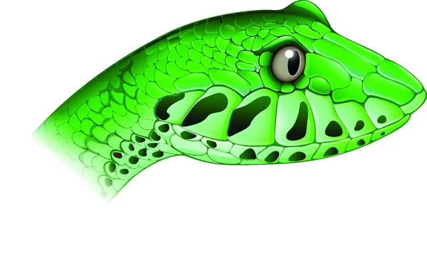 Πράσινο Φίδι Απεικόνιση Δηλητηριώδες Ζώο — Διανυσματικό Αρχείο
