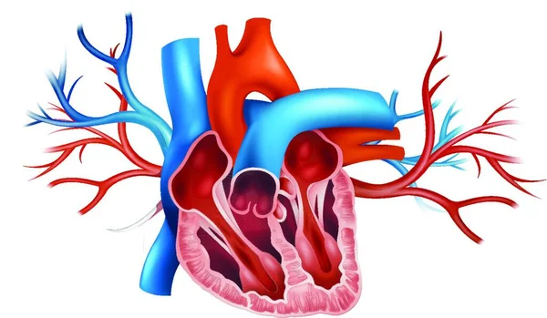 Lidské Srdce Grafická Vektorová Ilustrace — Stockový vektor