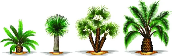 Rośliny Palmowe Ilustracja Wektora Graficznego — Wektor stockowy