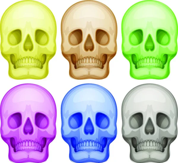 Crânios Coloridos Ilustração Vetorial Gráfica — Vetor de Stock