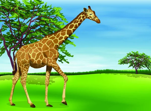 Žirafa Grafická Vektorová Ilustrace — Stockový vektor