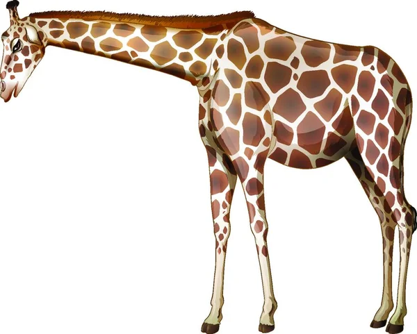 Grande Girafe Illustration Vectorielle Graphique — Image vectorielle