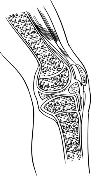 膝关节的解剖 — 图库矢量图片