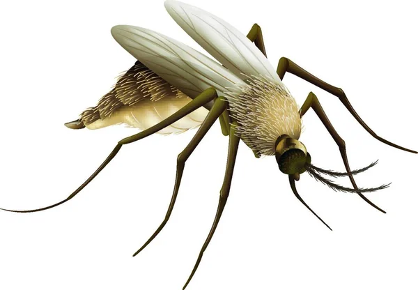 Sivrisinek Grafik Vektör Çizimi — Stok Vektör