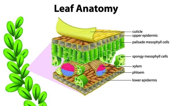 Leaf Anatomy Graphic Vector Illustration — Stock Vector