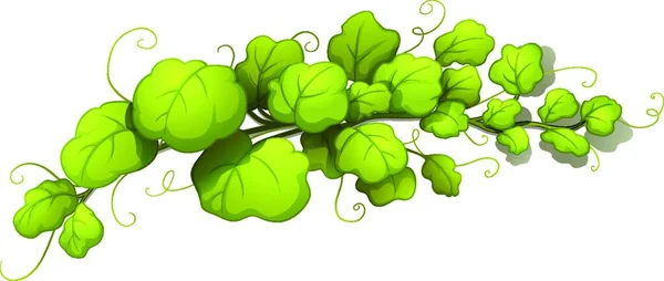 Vine Leaves Vector Illustration — Stock Vector