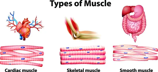 Tipos Ilustración Vectores Musculares — Vector de stock