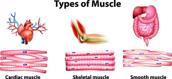 Types of muscle  vector illustration  