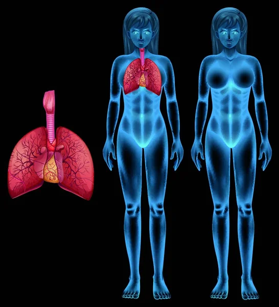 说明人类呼吸系统 — 图库矢量图片