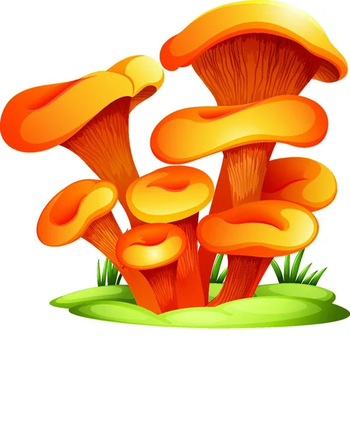 Omphalotus Olearius蘑菇病媒说明 — 图库矢量图片