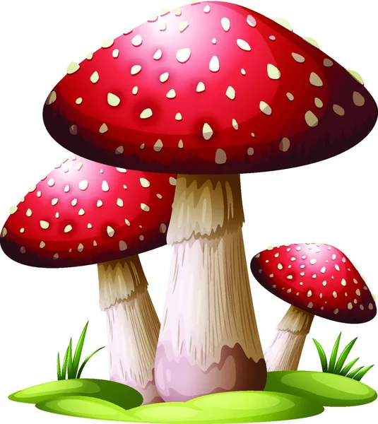 Red Fly Agaric Mushrooms Vector Illustration — Stock Vector