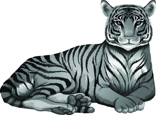 Tiger Animal Vector Illustration Design — Stock Vector