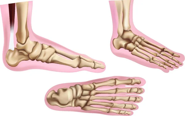 Foot Bones Vector Illustration — Stock Vector