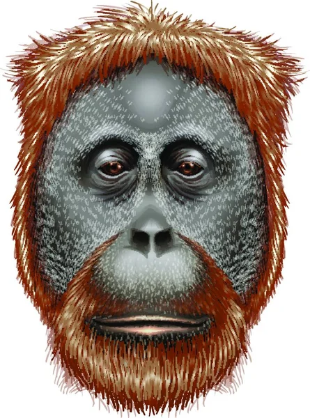 Una Ilustración Vectorial Orangután — Archivo Imágenes Vectoriales