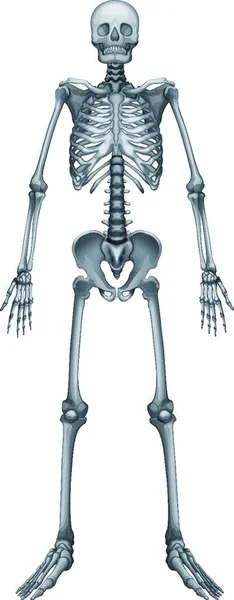 Illustration Det Mänskliga Skelettet — Stock vektor